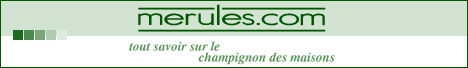 champignon merule