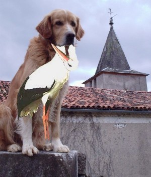 BOULETT' MANGEUR DE CIGOGNE