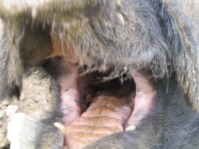 mangeur de cigogne photographi par Denis de la Peyregade